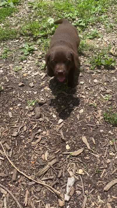 AKC-Registered Sally , a female Labrador Retriever for sale in Davisville, MO – 4 of 4