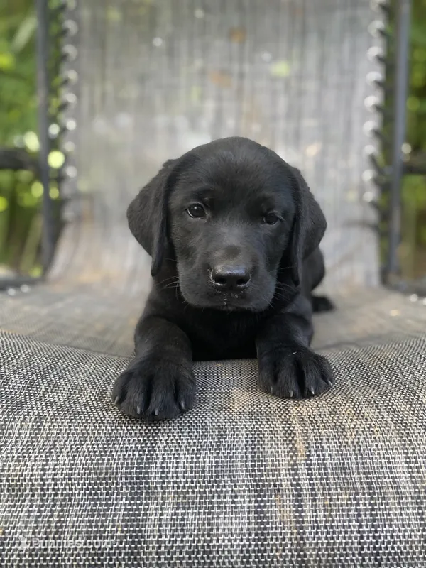 AKC-Registered Glory  – Labrador Retriever puppy for sale in Davisville, MO