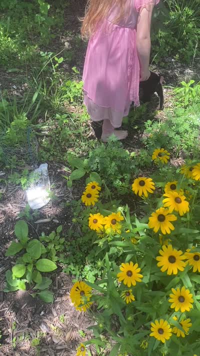 AKC-Registered Beauty , a female Labrador Retriever for sale in Davisville, MO – 4 of 4