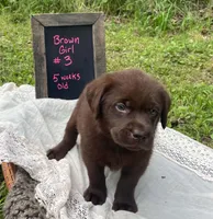 AKC- registered Caramel , a female Labrador Retriever for sale in Davisville, MO – 2 of 4
