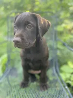 AKC-Registered Beauty , a female Labrador Retriever for sale in Davisville, MO – 3 of 10