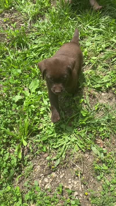 AKC- registered Caramel , a female Labrador Retriever for sale in Davisville, MO – 4 of 4