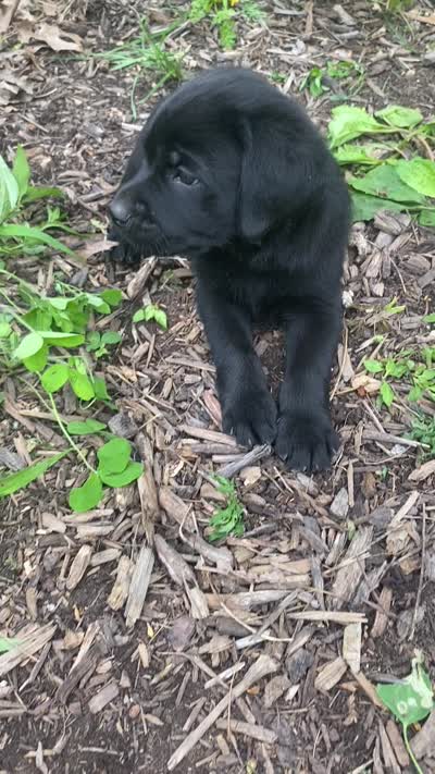 AKC-Registered Camo, a male Labrador Retriever for sale in Davisville, MO – 4 of 4