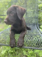 AKC-Registered Beauty , a female Labrador Retriever for sale in Davisville, MO – 9 of 10