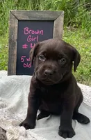 AKC-Registered Beauty , a female Labrador Retriever for sale in Davisville, MO – 3 of 4