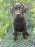 AKC-Registered Beauty , a female Labrador Retriever for sale in Davisville, MO – 2 of 10