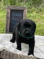 AKC-Registered Camo, a male Labrador Retriever for sale in Davisville, MO – 2 of 4