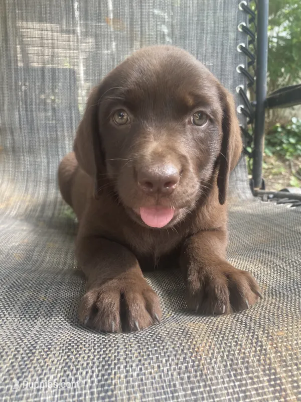 AKC-Registered Sally  – Labrador Retriever puppy for sale in Davisville, MO