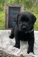 AKC-Registered Camo, a male Labrador Retriever for sale in Davisville, MO – 3 of 4