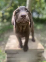 AKC- registered Caramel , a female Labrador Retriever for sale in Davisville, MO – 4 of 10