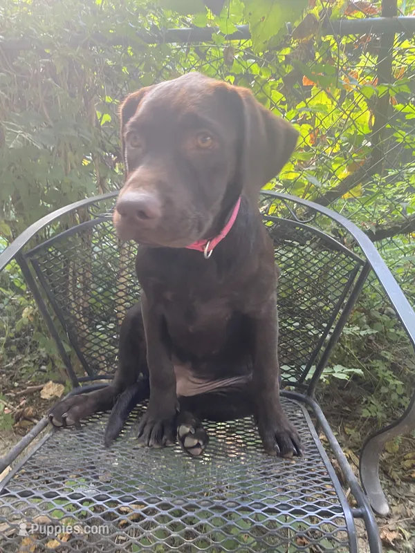 AKC-Registered Beauty  – Labrador Retriever puppy for sale in Davisville, MO