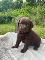 AKC-Registered Sally , a female Labrador Retriever for sale in Davisville, MO – 3 of 4