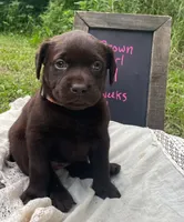 AKC-Registered Beauty , a female Labrador Retriever for sale in Davisville, MO – 2 of 4