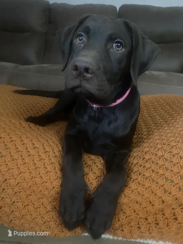 AKC-Registered Beauty  – Labrador Retriever puppy for sale in Davisville, MO