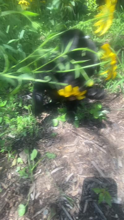AKC-Registered Glory , a female Labrador Retriever for sale in Davisville, MO – 4 of 4