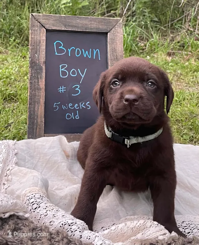 Coco – Labrador Retriever puppy for sale in Davisville, MO