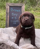 AKC-Registered Coco, a male Labrador Retriever for sale in Davisville, MO – 1 of 4