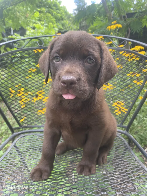 AKC-Registered Sally  – Labrador Retriever puppy for sale in Davisville, MO