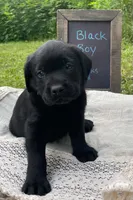 AKA-Registered Rufus, a male Labrador Retriever for sale in Davisville, MO – 3 of 4