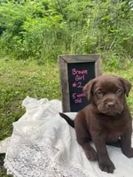 AKC- Registered Blue Girl, a female Labrador Retriever for sale in Davisville, MO – 3 of 4