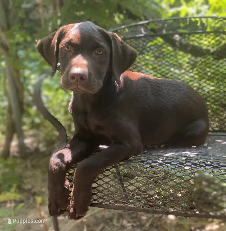 AKC-Registered Beauty  – Labrador Retriever puppy for sale in Davisville, MO