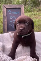 AKC-Registered Coco, a male Labrador Retriever for sale in Davisville, MO – 2 of 4