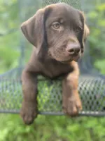 AKC- registered Caramel , a female Labrador Retriever for sale in Davisville, MO – 2 of 10