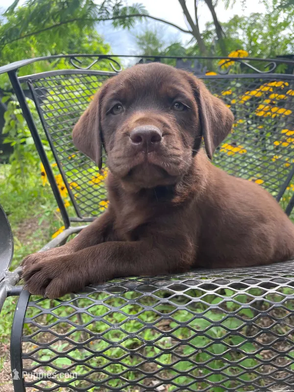 AKC- Registered Blue Girl – Labrador Retriever puppy for sale in Davisville, MO