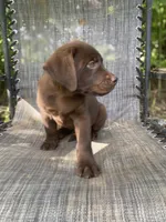 AKC- registered Caramel , a female Labrador Retriever for sale in Davisville, MO – 6 of 10