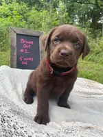 AKC-Registered Sally , a female Labrador Retriever for sale in Davisville, MO – 1 of 4