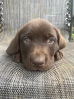 AKC-Registered Sally , a female Labrador Retriever for sale in Davisville, MO – 6 of 9