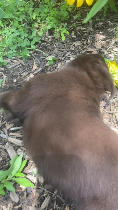 AKC-Registered Coco, a male Labrador Retriever for sale in Davisville, MO – 4 of 4
