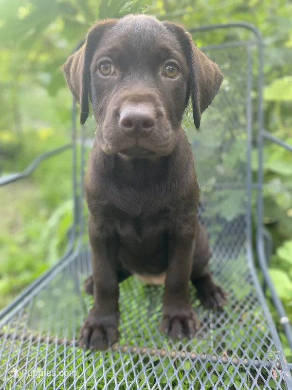 AKC-Registered Beauty  – Labrador Retriever puppy for sale in Davisville, MO