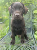 AKC-Registered Beauty , a female Labrador Retriever for sale in Davisville, MO – 1 of 10