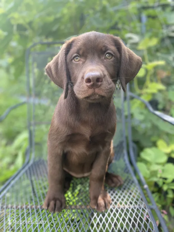 AKC- registered Caramel  – Labrador Retriever puppy for sale in Davisville, MO
