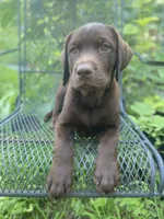 AKC-Registered Sally , a female Labrador Retriever for sale in Davisville, MO – 3 of 9