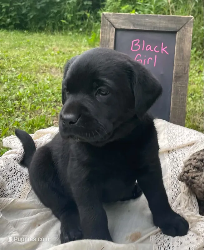 Glory  – Labrador Retriever puppy for sale in Davisville, MO