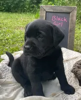 AKC-Registered Glory , a female Labrador Retriever for sale in Davisville, MO – 1 of 4