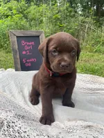 AKC-Registered Sally , a female Labrador Retriever for sale in Davisville, MO – 2 of 4