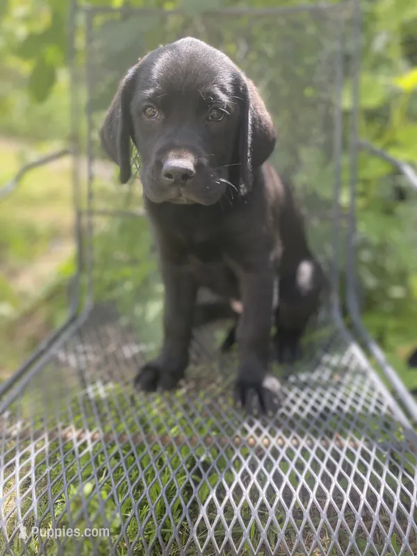 AKC-Registered Glory  – Labrador Retriever puppy for sale in Davisville, MO