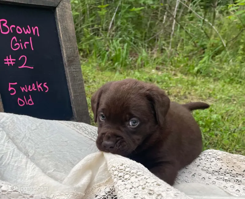 Blue Girl – Labrador Retriever puppy for sale in Davisville, MO