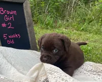 AKC- Registered Blue Girl, a female Labrador Retriever for sale in Davisville, MO – 1 of 4