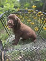 AKC-Registered Sally , a female Labrador Retriever for sale in Davisville, MO – 7 of 9