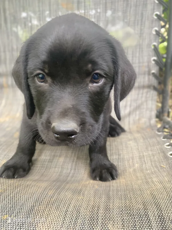 AKC-Registered Camo – Labrador Retriever puppy for sale in Davisville, MO