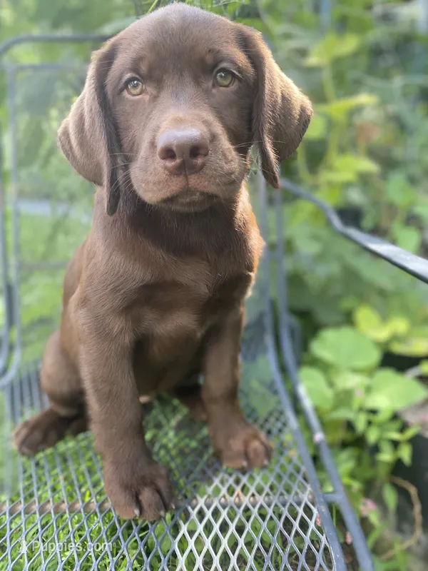 AKC-Registered Sally  – Labrador Retriever puppy for sale in Davisville, MO