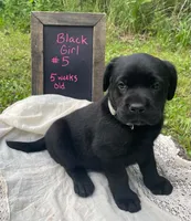 AKC-Registered Glory , a female Labrador Retriever for sale in Davisville, MO – 2 of 4