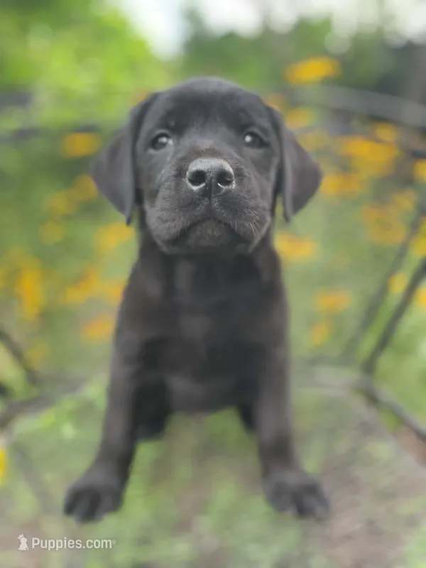 AKC-Registered Camo – Labrador Retriever puppy for sale in Davisville, MO