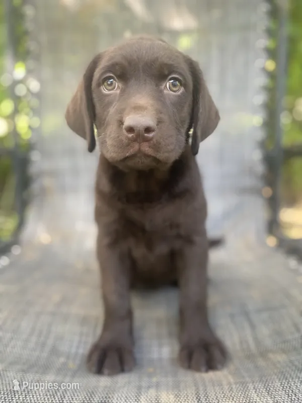 AKC-Registered Beauty  – Labrador Retriever puppy for sale in Davisville, MO
