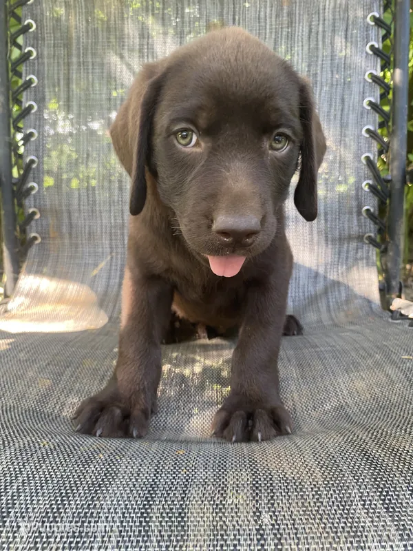 AKC-Registered Coco – Labrador Retriever puppy for sale in Davisville, MO