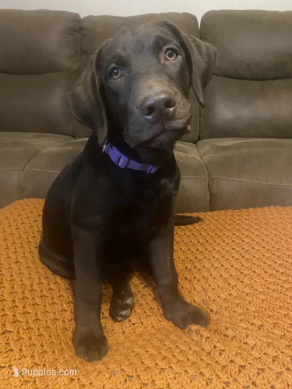 AKC-Registered Sally  – Labrador Retriever puppy for sale in Davisville, MO